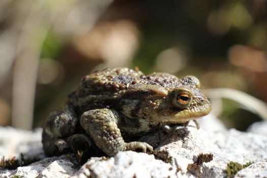 Close Up of Toad on Rock