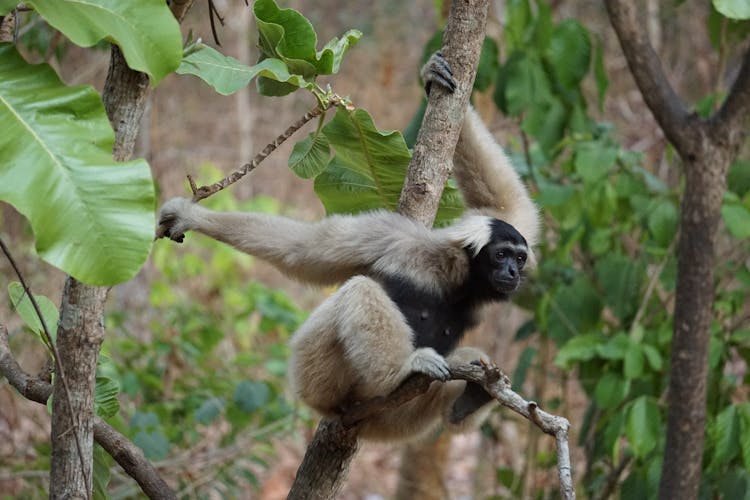 A Gibbon On A Tree