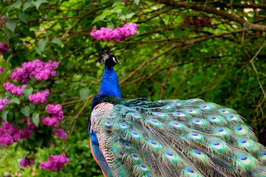 Free stock photo of nature, bird, flowers, blue