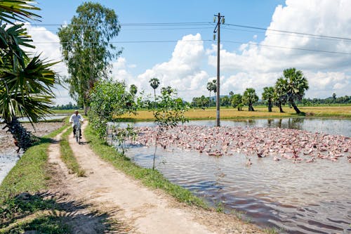 Immagine gratuita di acqua, albero, anatra