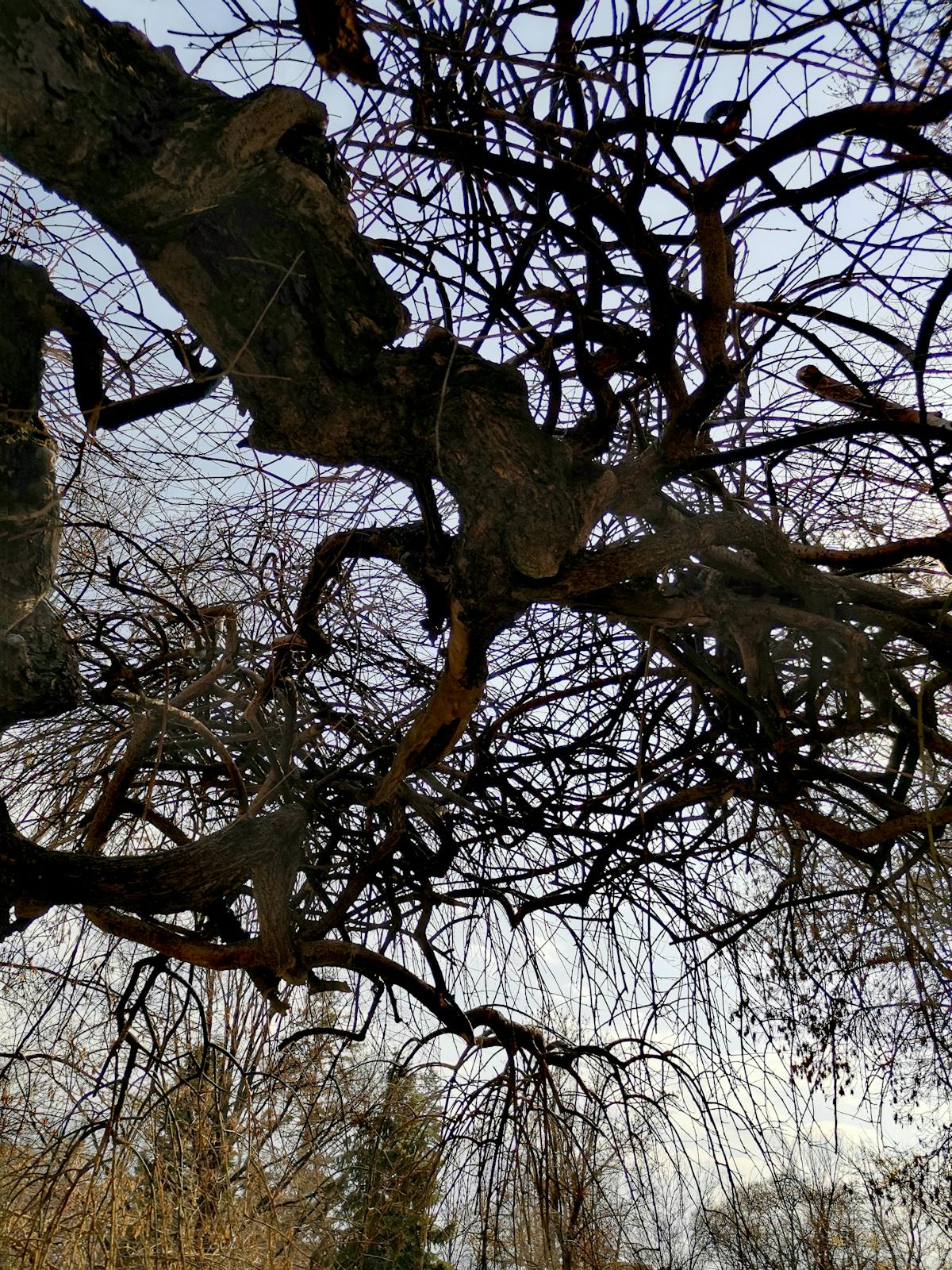Person studying a foreign language with phone and notebook