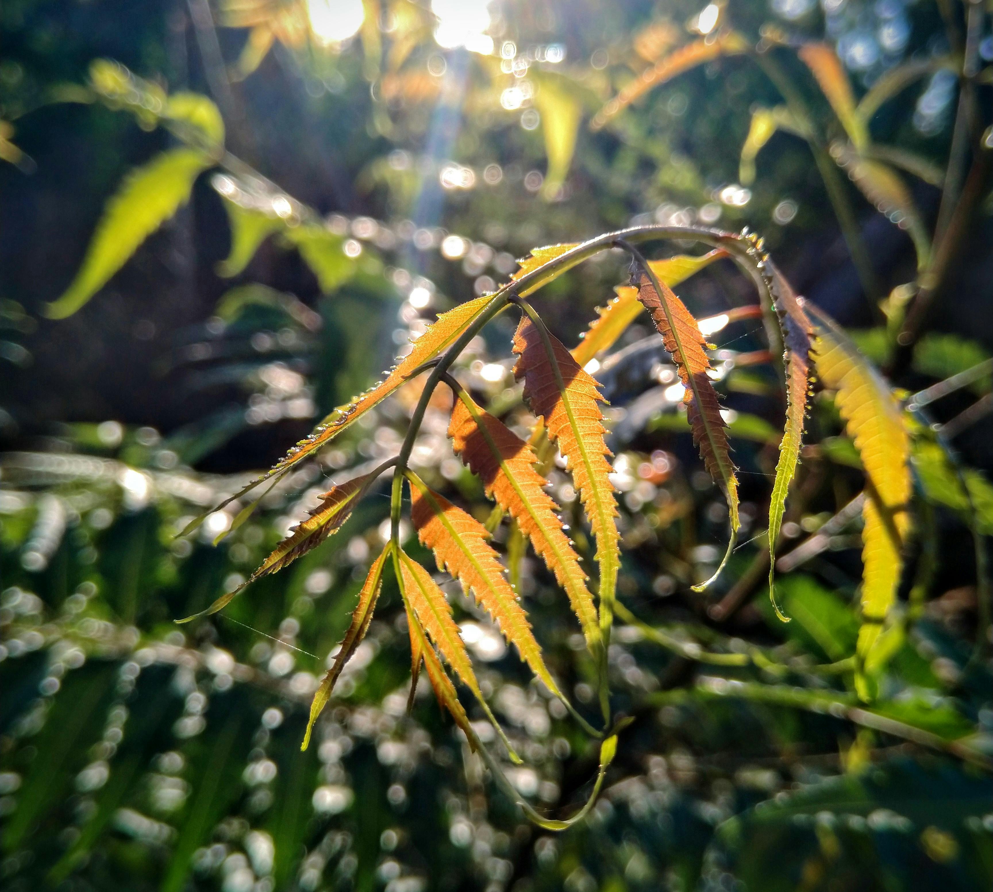 Person combining smartphone learning with notebook and laptop on desk