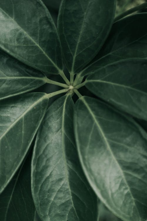 Close Up of Plant Leaves