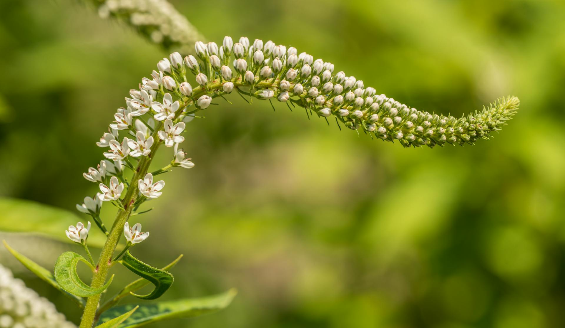 Close-up of a white gooseneck loosestrife in bloom against a green background.