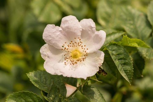 Blooming Strawberry Flower