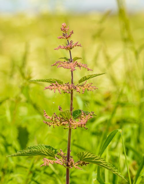 Close up of a Plant