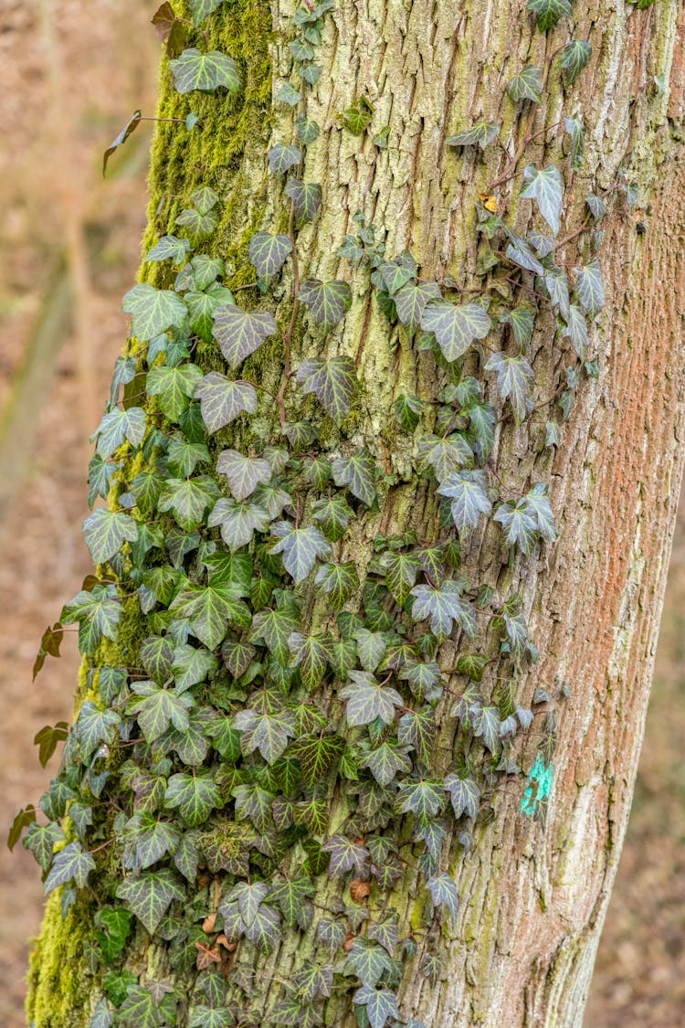 Ivy On Tree