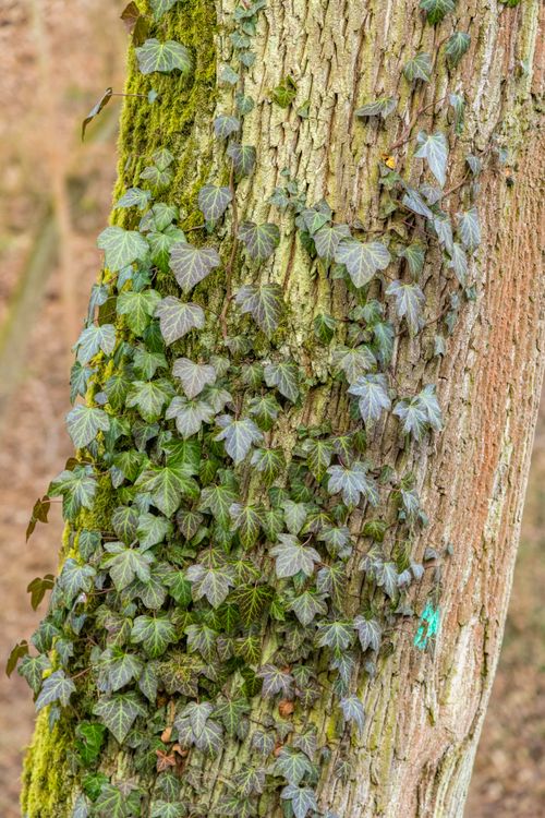 Free Detailed close-up of ivy and moss growing on tree bark, showcasing natural textures and greenery. Stock Photo