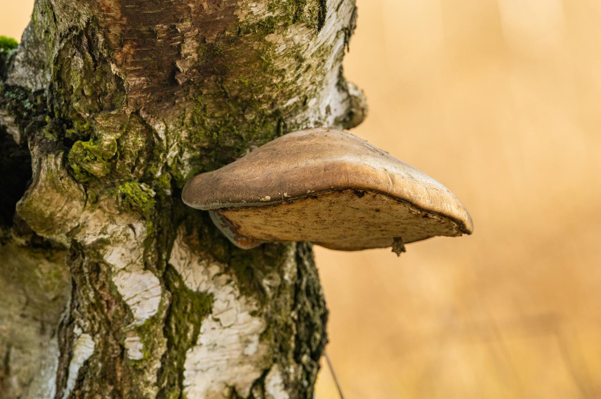 Detailed view of a bracket fungus growing on a birch tree in a forest setting.