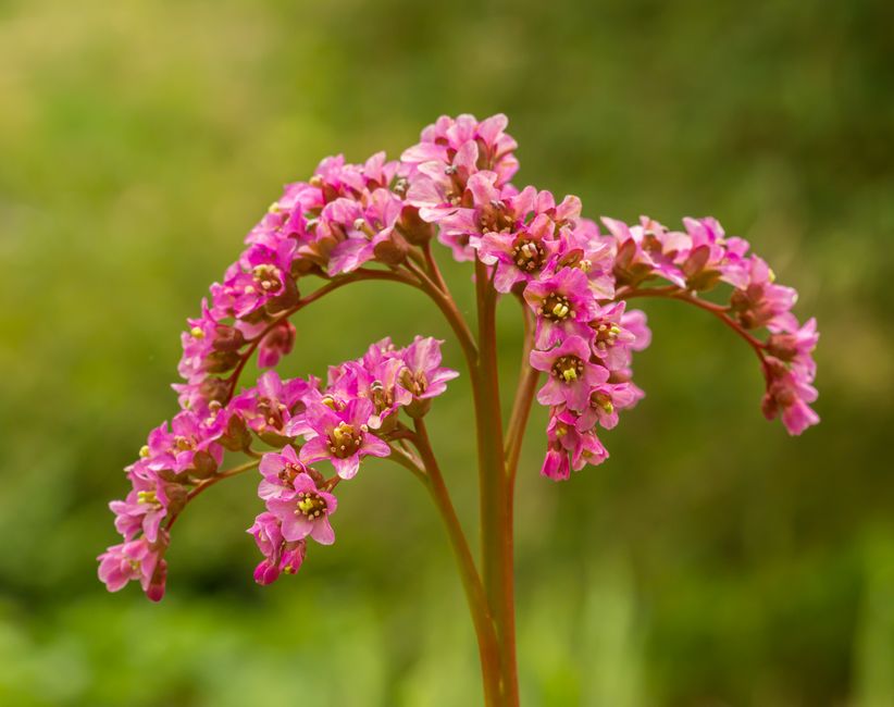 Close-up of beautiful pink Bergenia flowers in a natural setting.