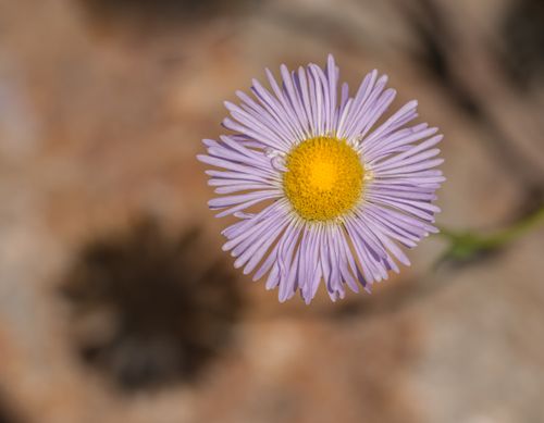 Free Detailed close-up of a purple aster flower with soft-focus background. Stock Photo