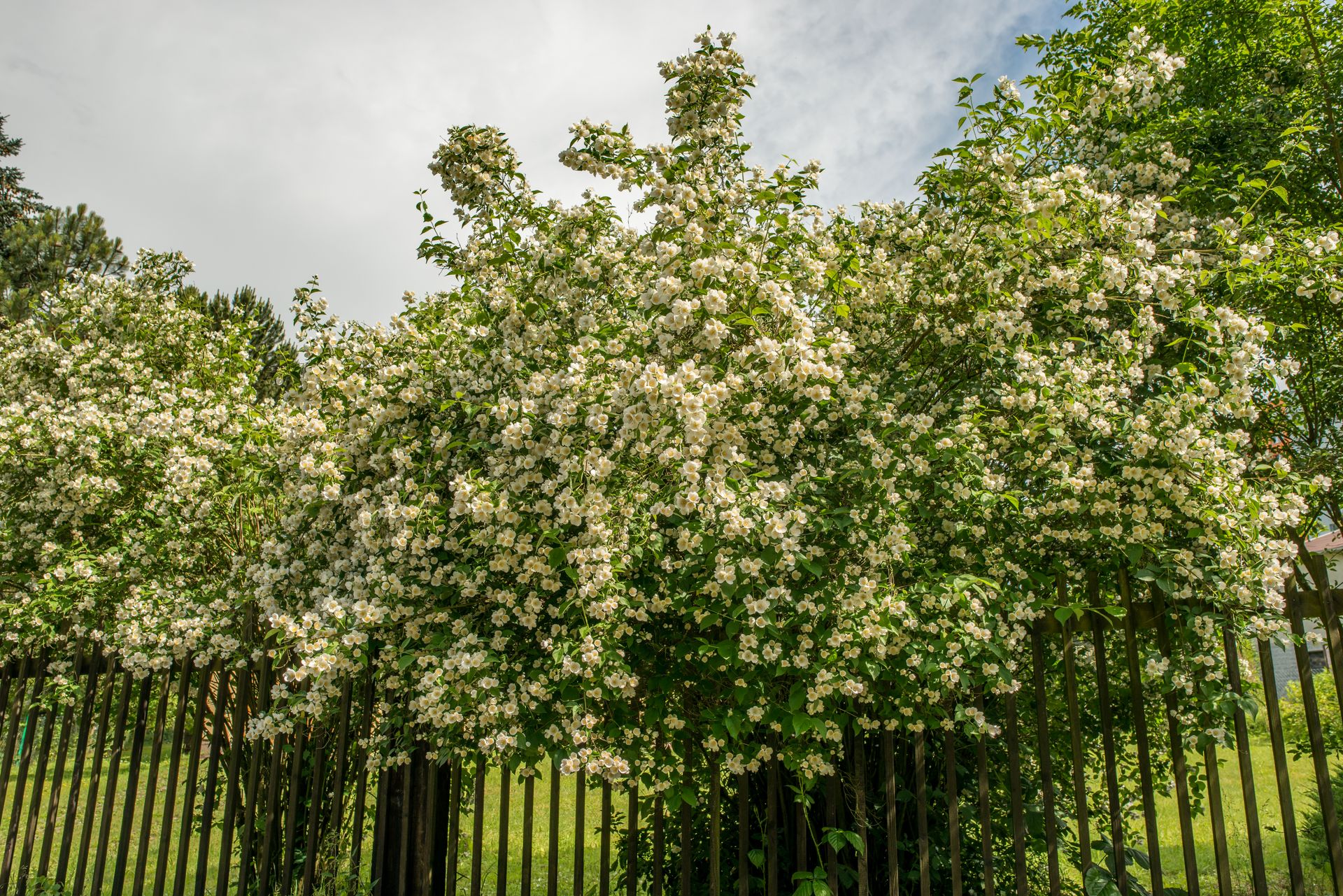 Lush white blossom trees by a fence in a spring garden, showcasing vibrant nature.