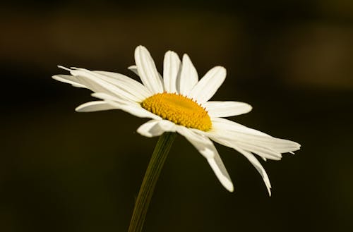 Kostenloses Stock Foto zu blume, blütenblätter, frisch