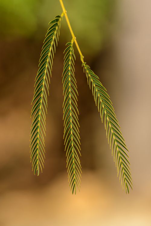 Free Closeup of tree branch growing on blurred background of garden in sunlight at daytime Stock Photo