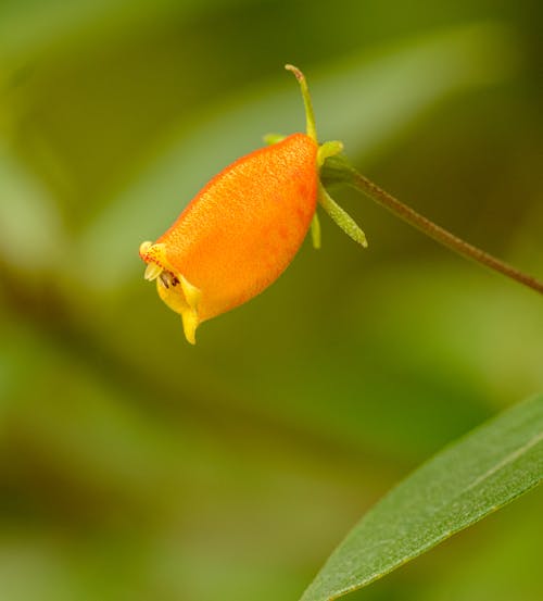 Close up of Exotic Flower