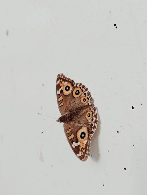 Close-up of a Meadow Argus butterfly on a white surface, showcasing its intricate wing patterns.