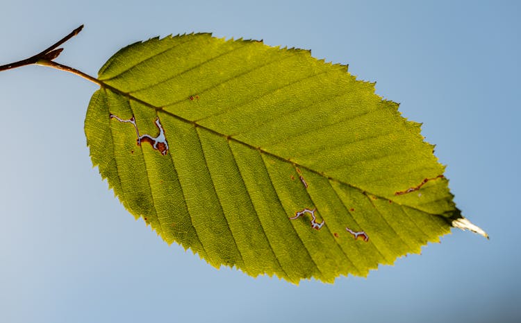 Green Leaf Of Alder Against Blue Sky