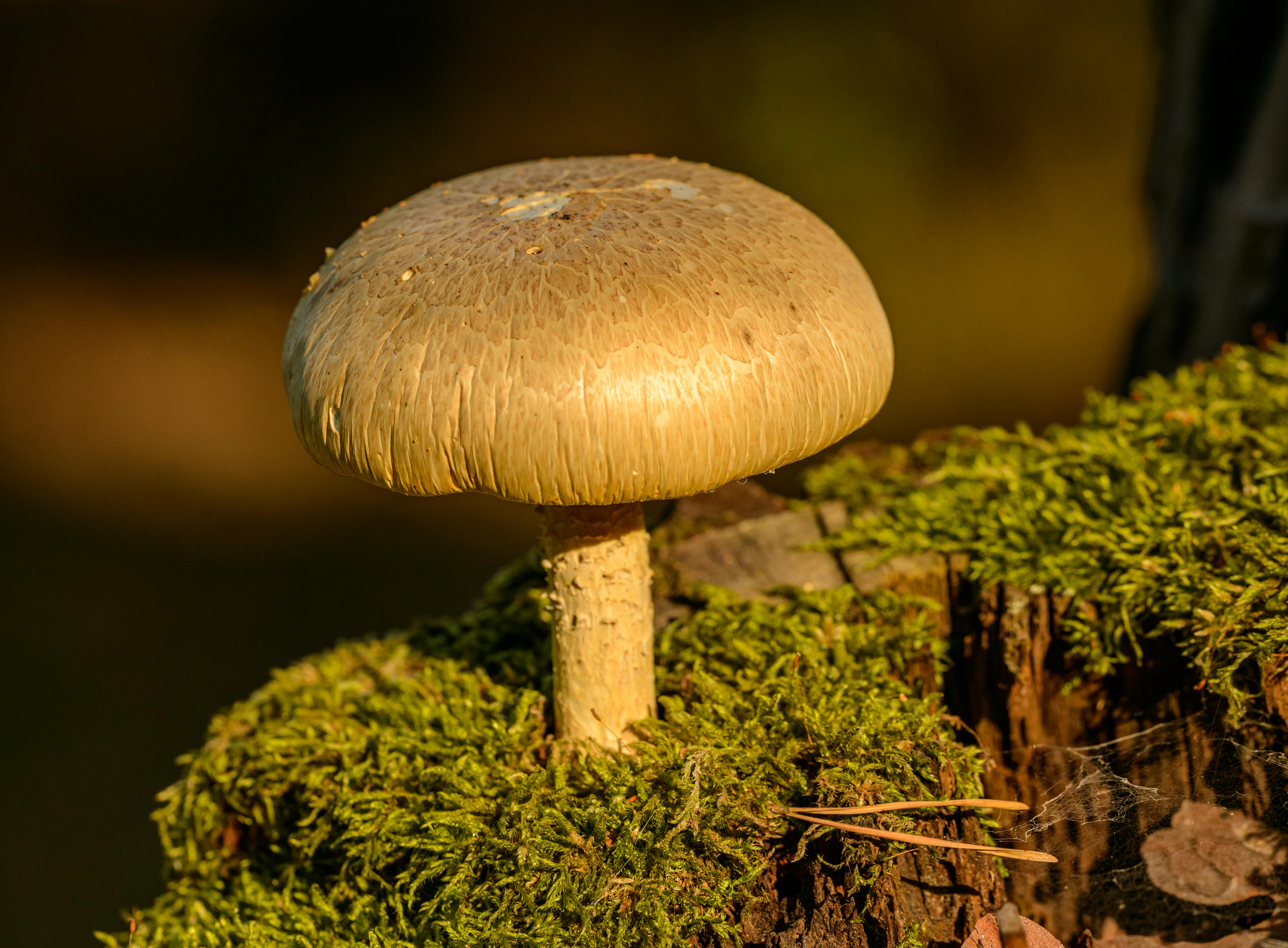 mushroom growing out of moss covered tree stump