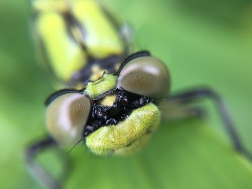 黄色い昆虫