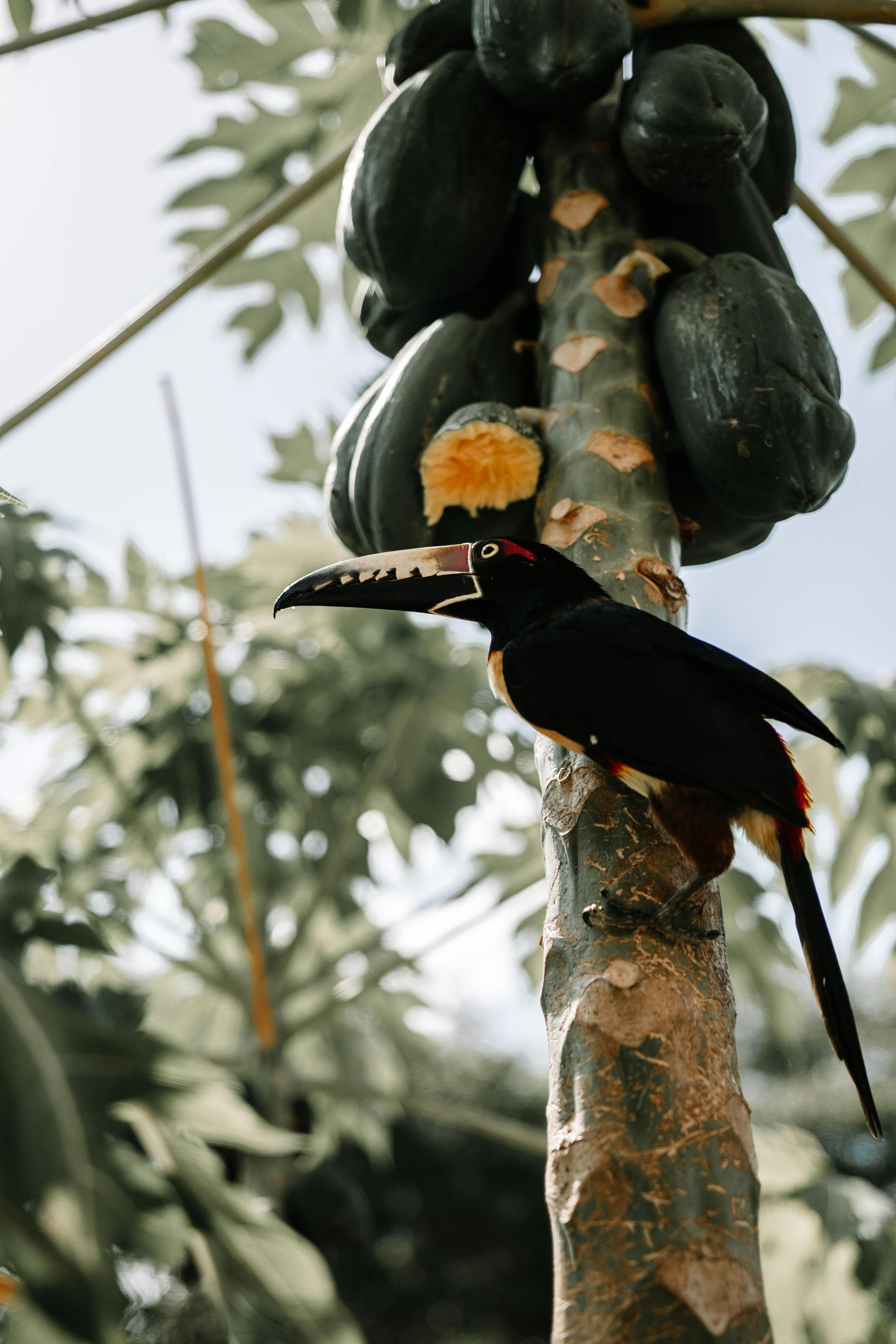 Podcast recording setup