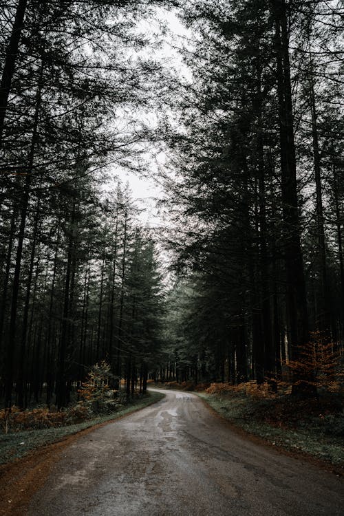 Dirt Road Between Trees