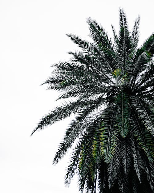 Бесплатное стоковое фото с дерево, пальма, пальмовый лист