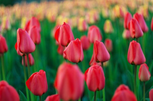 Free A lush field of red tulips in full bloom, capturing nature's vivid beauty outdoors. Stock Photo