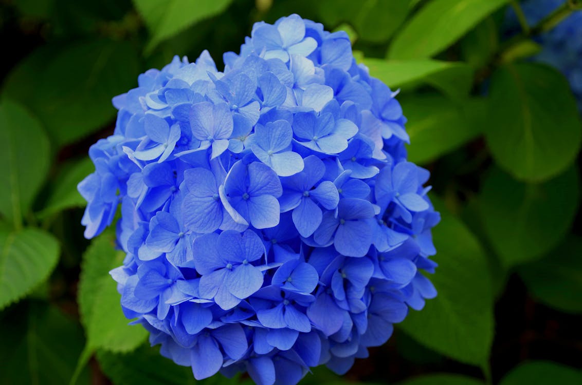 Purple Petaled Flower