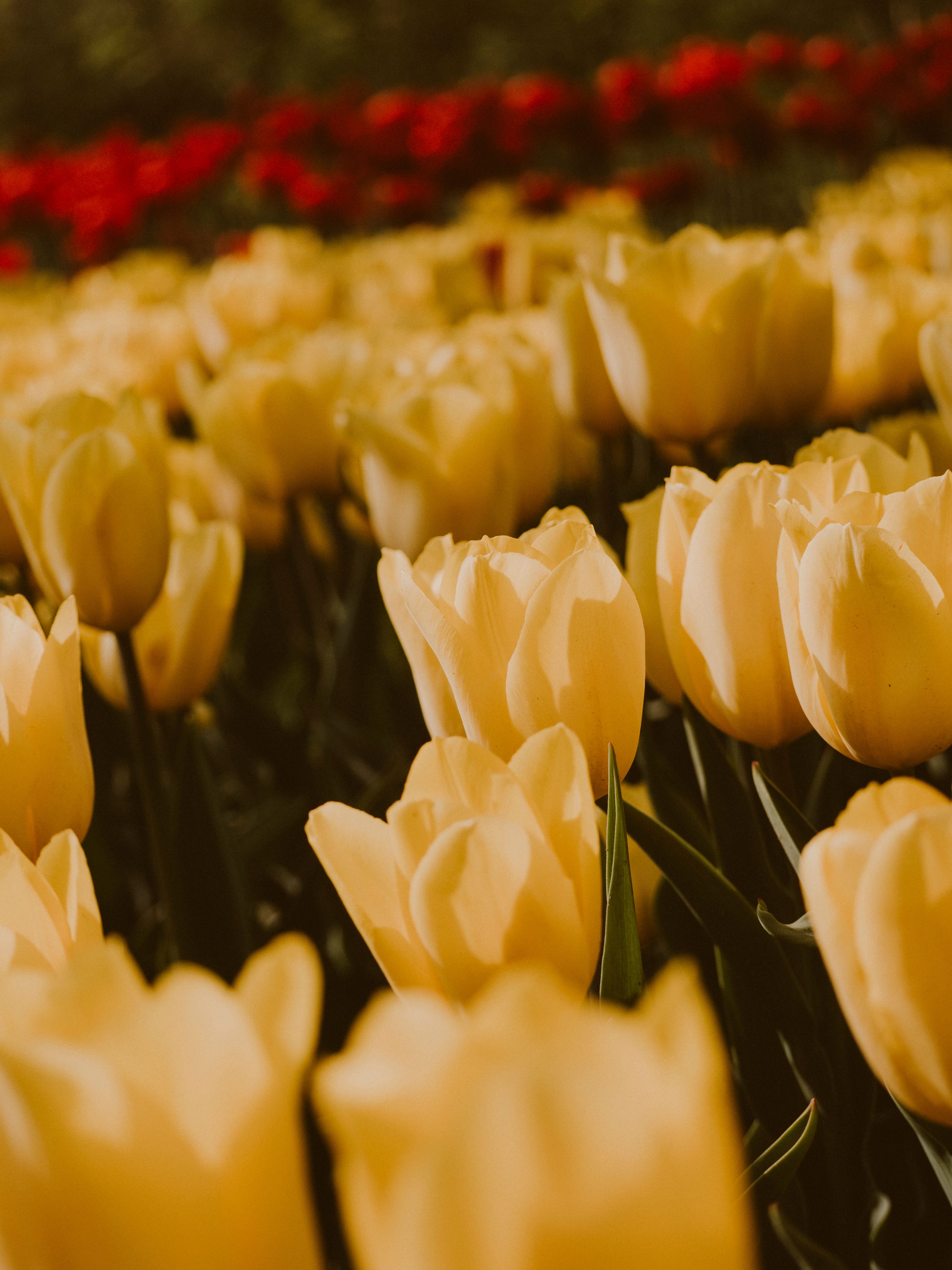 Yellow tulips growing in park in summer · Free Stock Photo