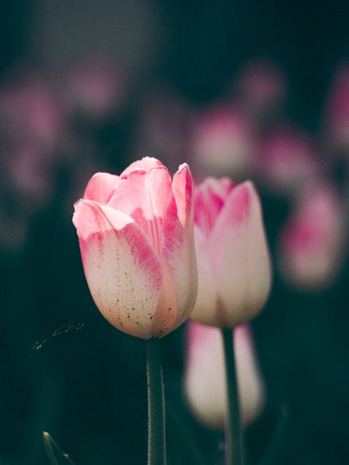 Free Delicate pink tulip growing in summer park Stock Photo