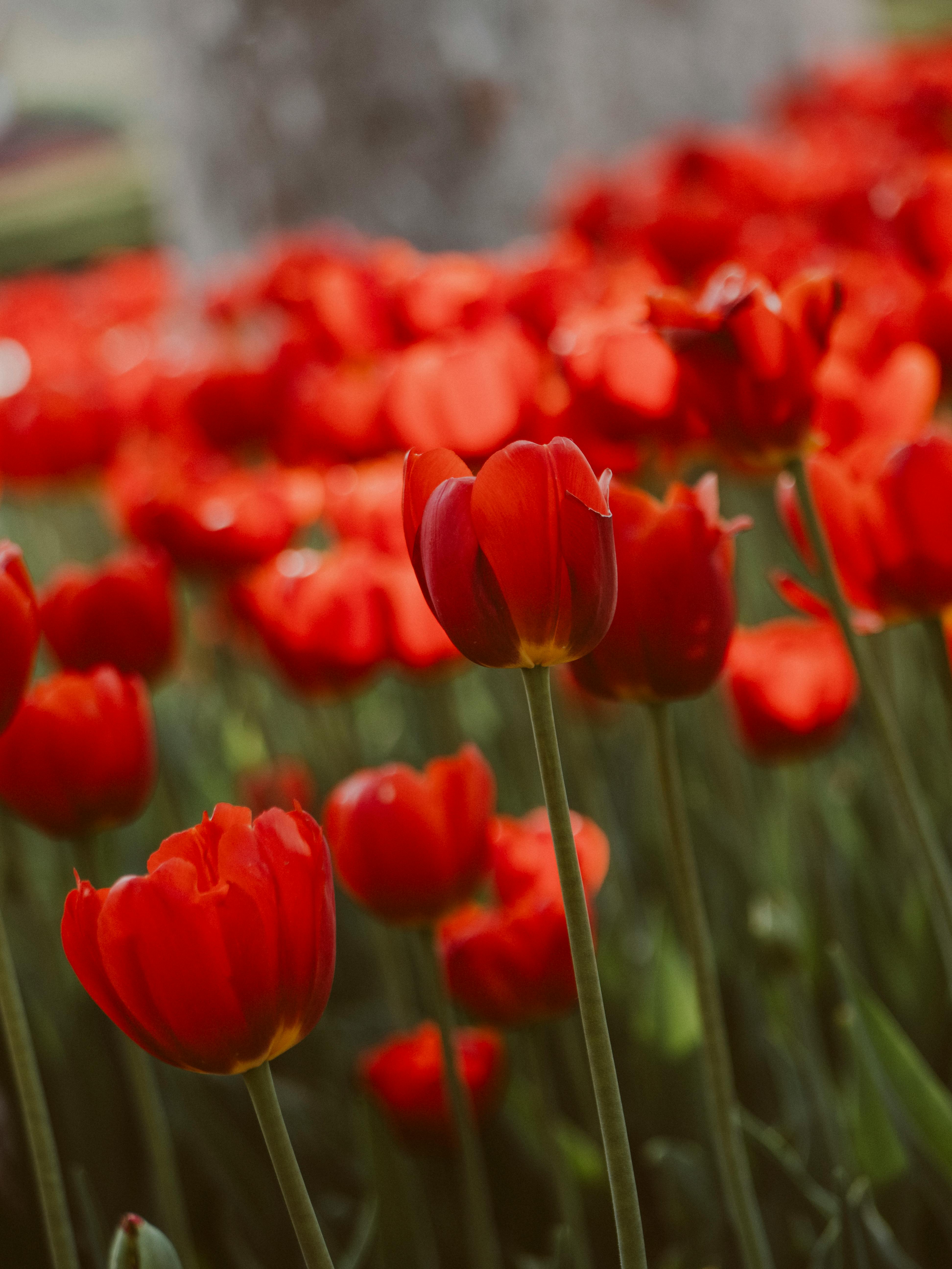 Bright red tulip buds on green stems blooming in garden in summer day