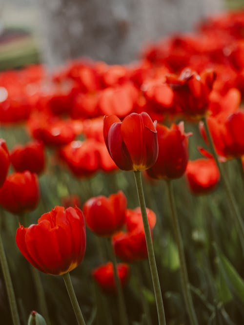 Blooming field of colorful tulips in park