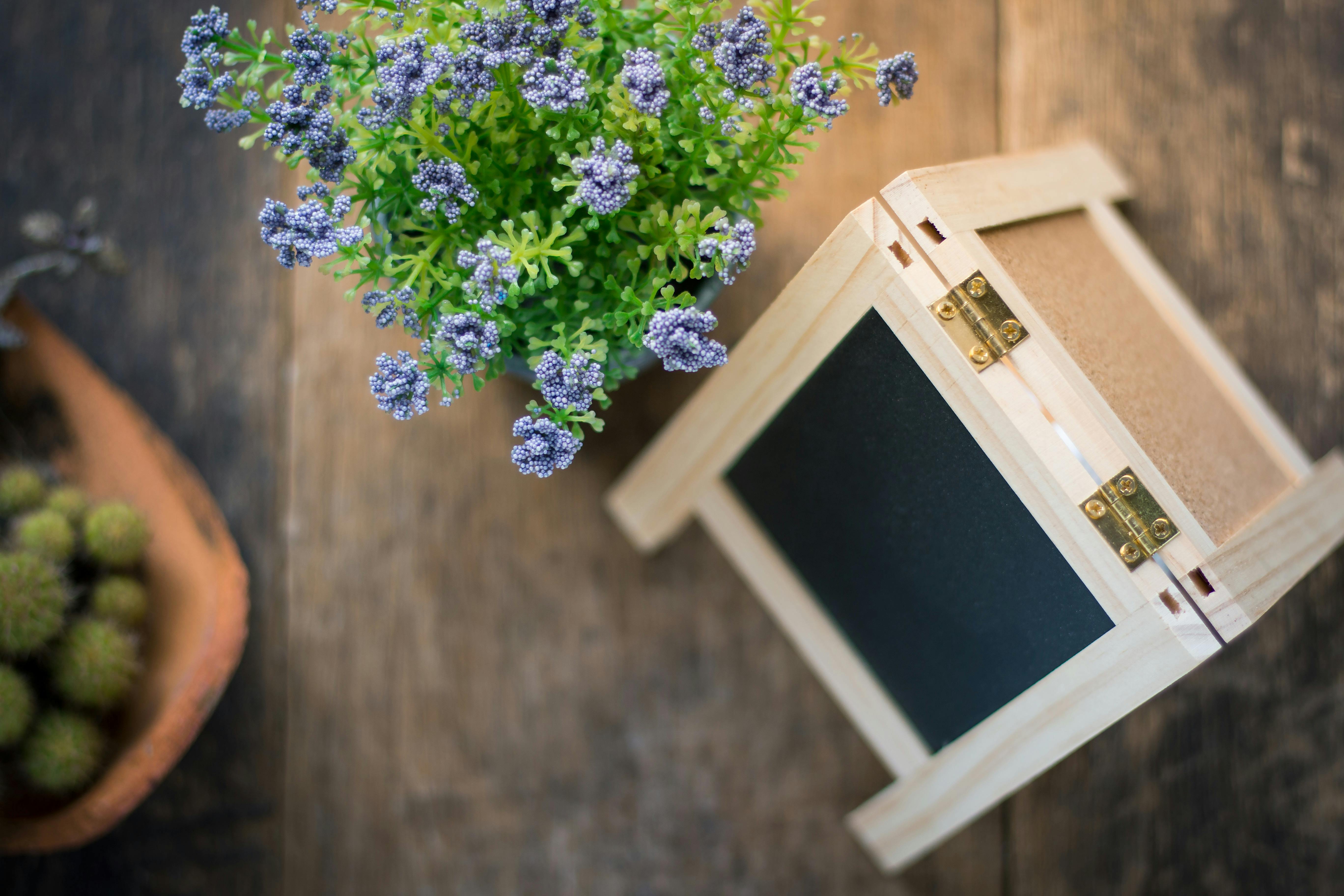 Free stock photo of wood, flowers, purple, petals