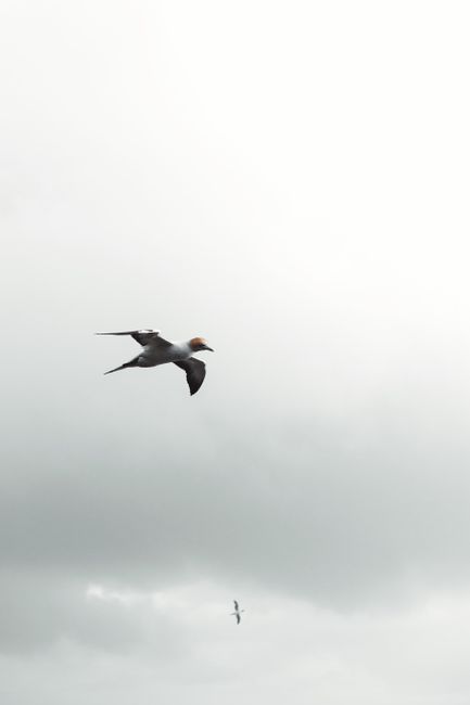 A seagull flying midair over a cloudy, overcast sky, captured at a low angle.