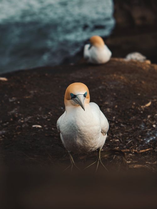 Free Close-up of an Australasian Gannet on rocky coast in New Zealand. Stock Photo