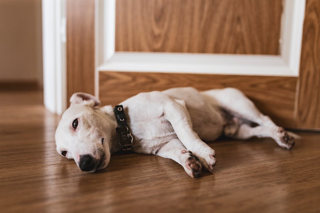 Close Up Photo of Dog Lying on the Floor