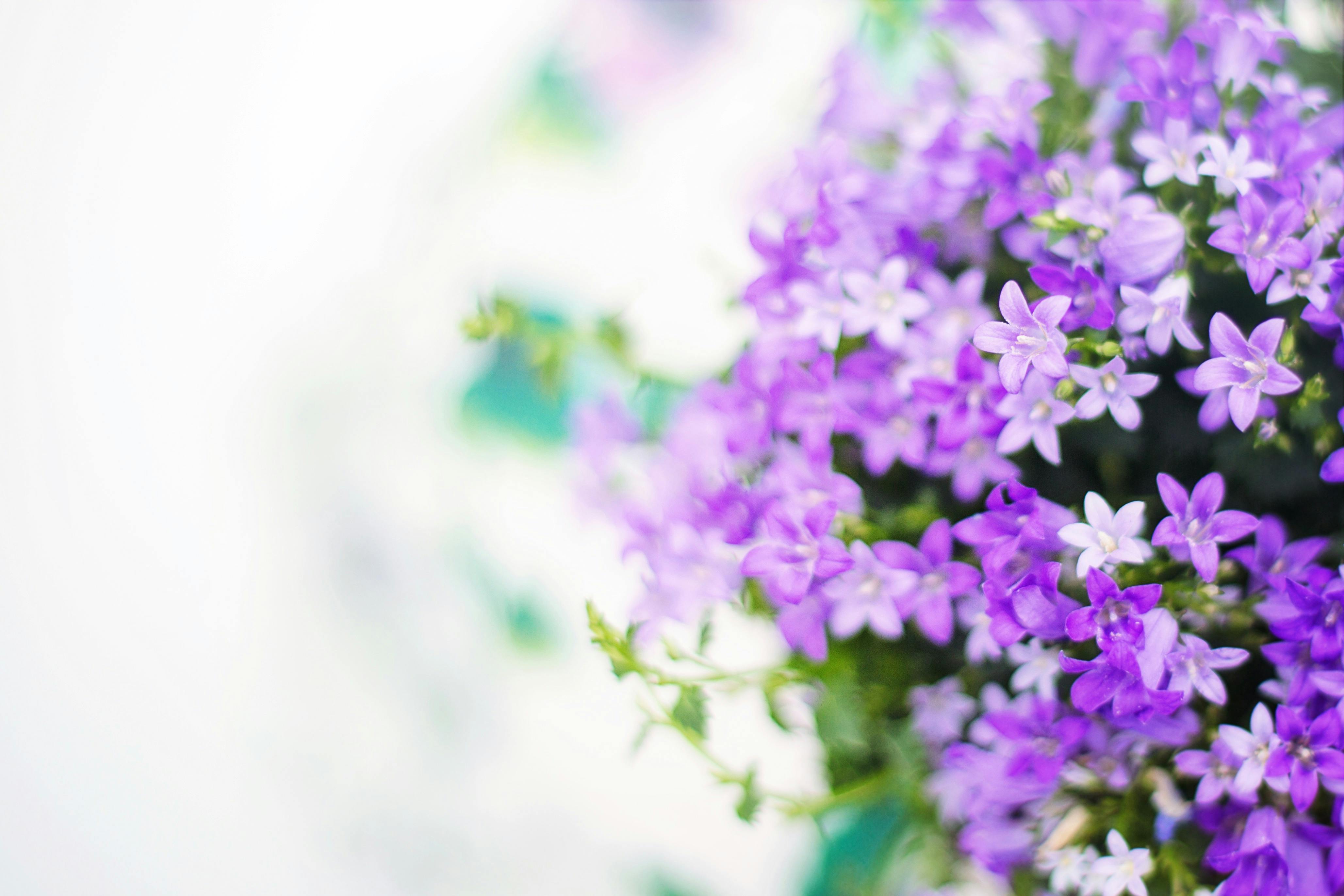 purple flower wallpaper