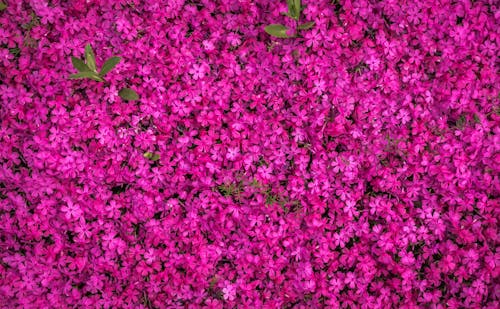 Pink Blooming Flowers