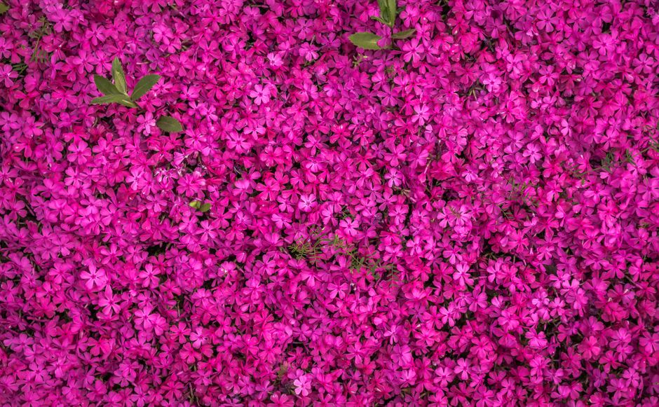 A stunning close-up of vibrant pink flowers in full bloom, showcasing spring's lively colors.