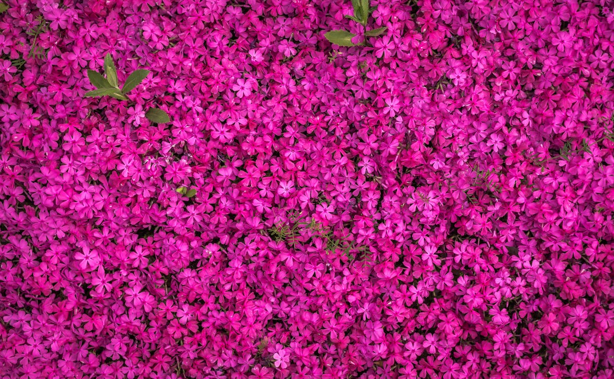 Flores Rosa Desabrochando