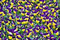 春天，紫色和黄色的紫罗兰在田野中绽放，令人惊叹