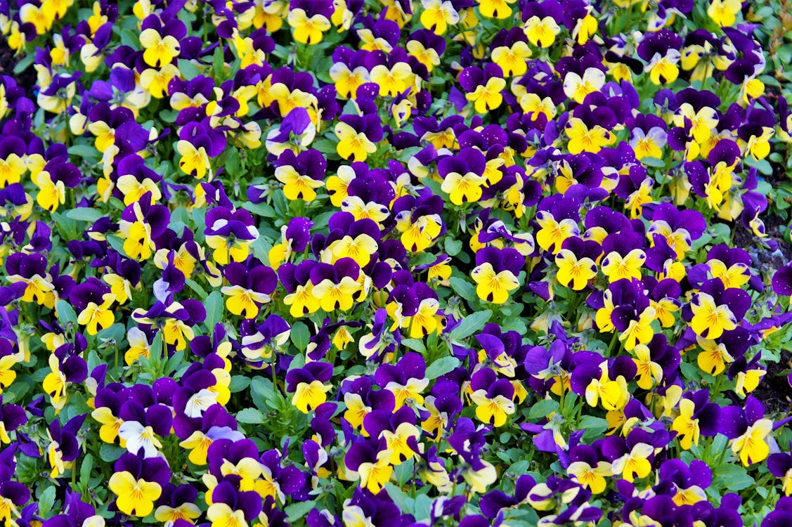 Free Yellow and Purple Petaled Flowers Stock Photo