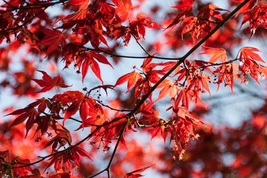 Close-up of vivid red maple leaves on branches, signaling the autumn season outdoors.