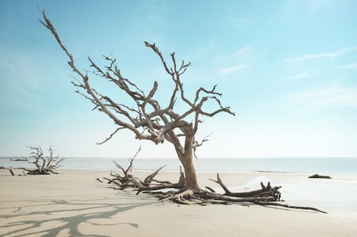 çıplak ağaca, dalgaların karaya attığı odun, deniz içeren Ücretsiz stok fotoğraf