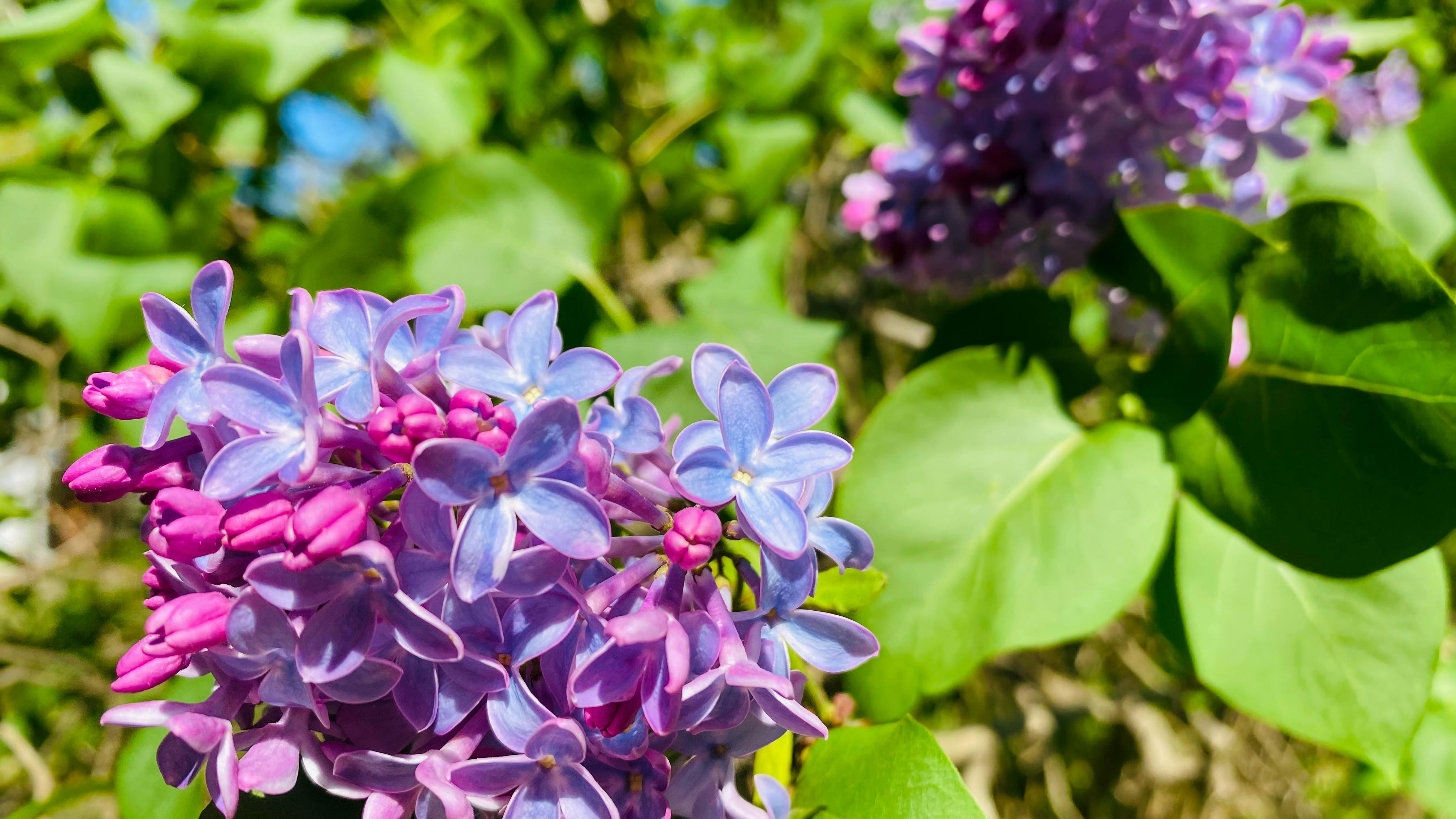 Difference Between Blue Spirulina And Green Difference