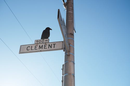 까마귀, 도로 표지판, 샌프란시스코의 무료 스톡 사진