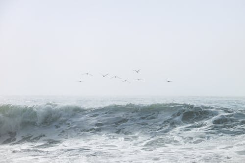 鳥兒飛過海浪