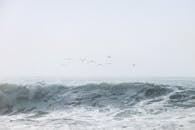 海鸥飞越卡梅尔海滩的波涛，捕捉大自然的力量