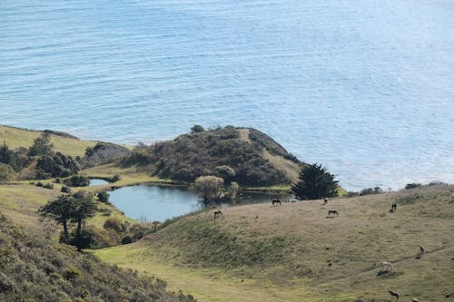 Free stock photo of big sur, california, cliffs