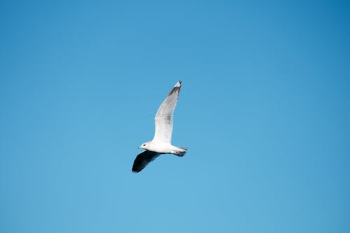 Kostnadsfri bild av fågel, fiskmås, flyg